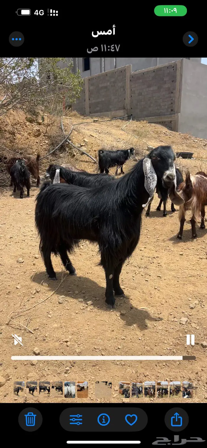 فحل عارضي تباله والثنيه 1