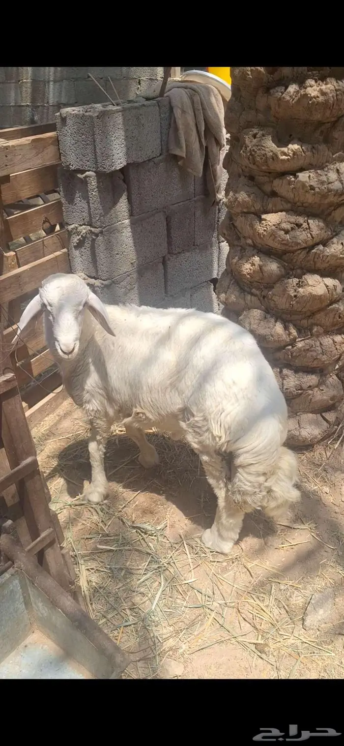 خروف حري مستقبل فحل فاخر 1