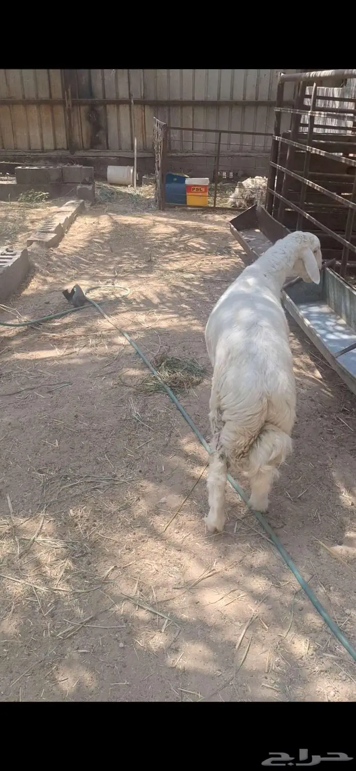 خروف حري مستقبل فحل فاخر 2
