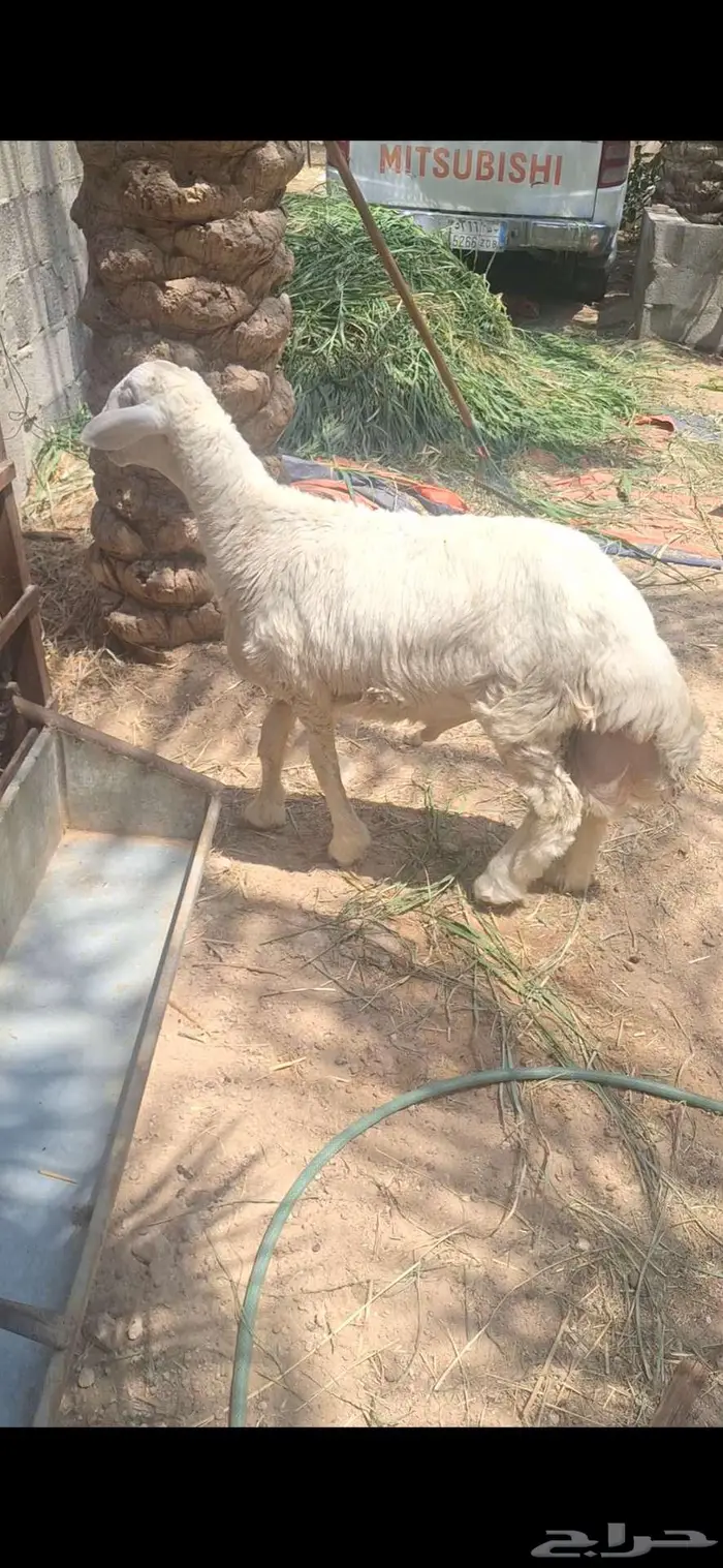 خروف حري مستقبل فحل فاخر 4