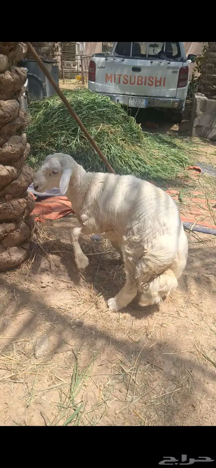 خروف حري مستقبل فحل فاخر 0