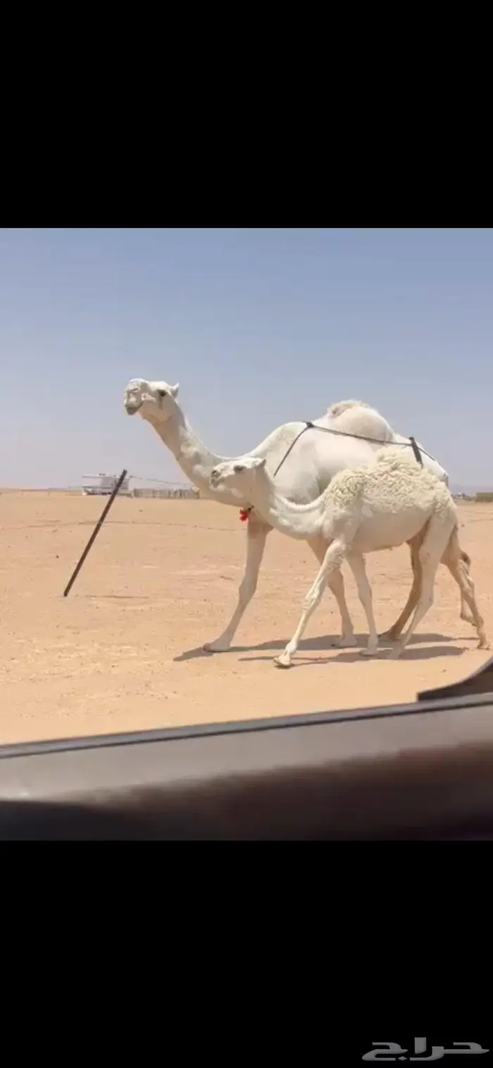 عشرا وضحاء طيبه 0
