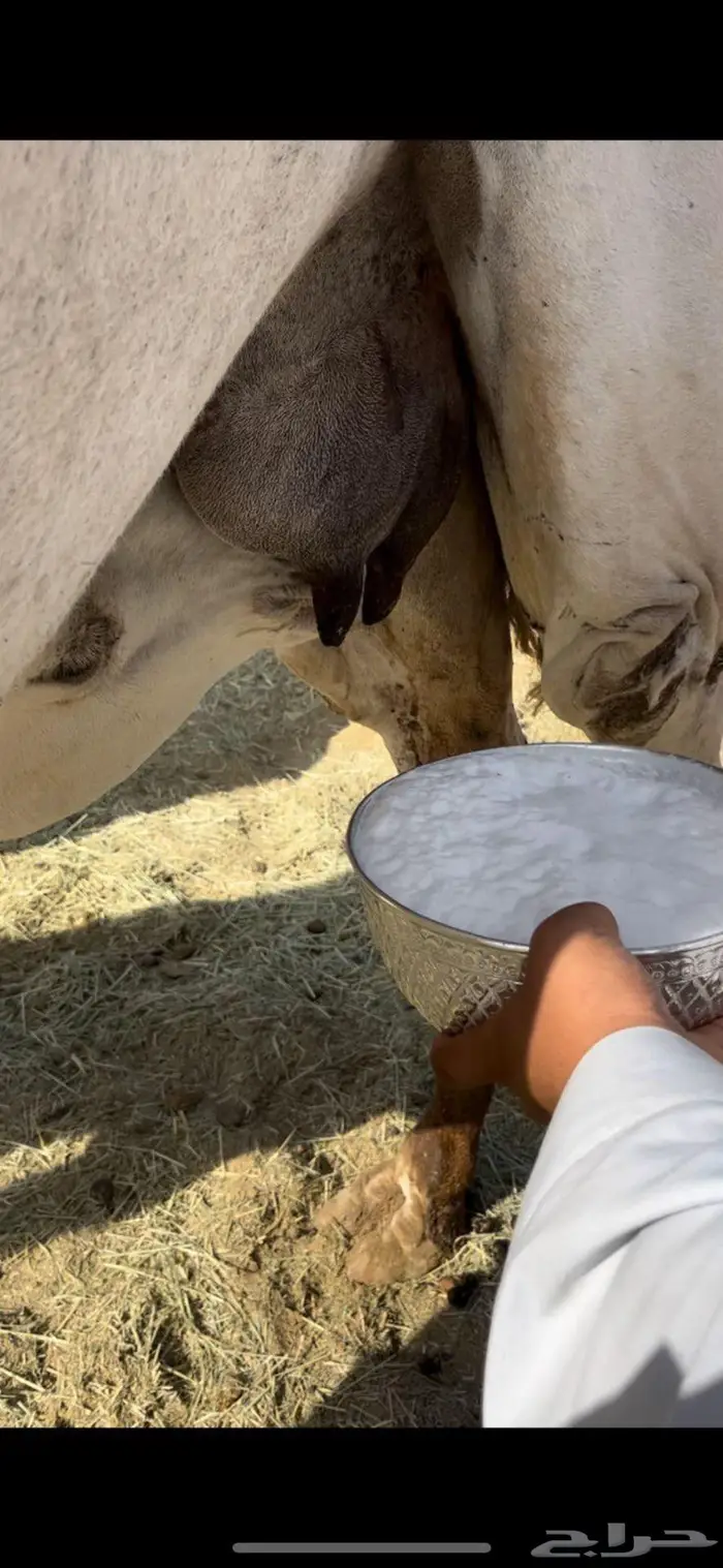 عشرا وضحاء طيبه 1