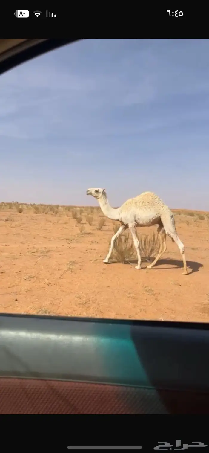 لبيع قعود 0