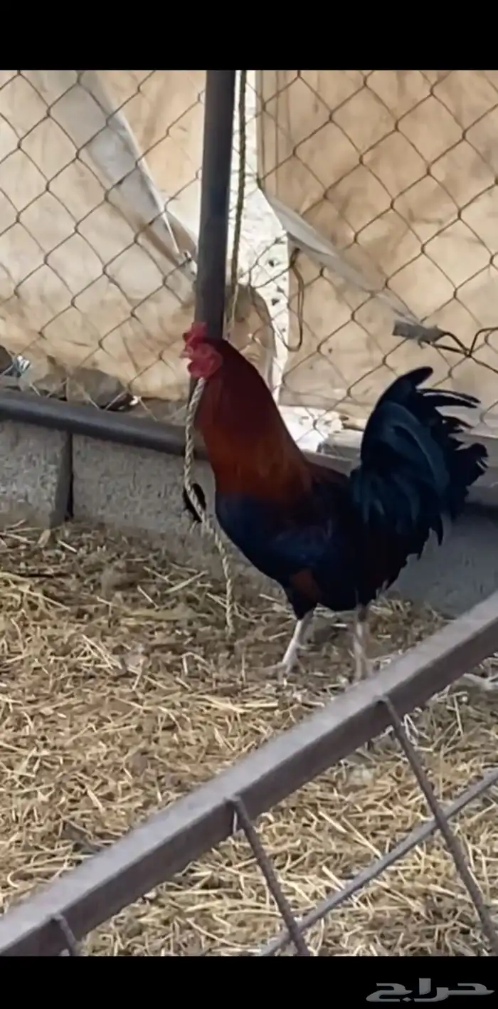 ديك عربي 0