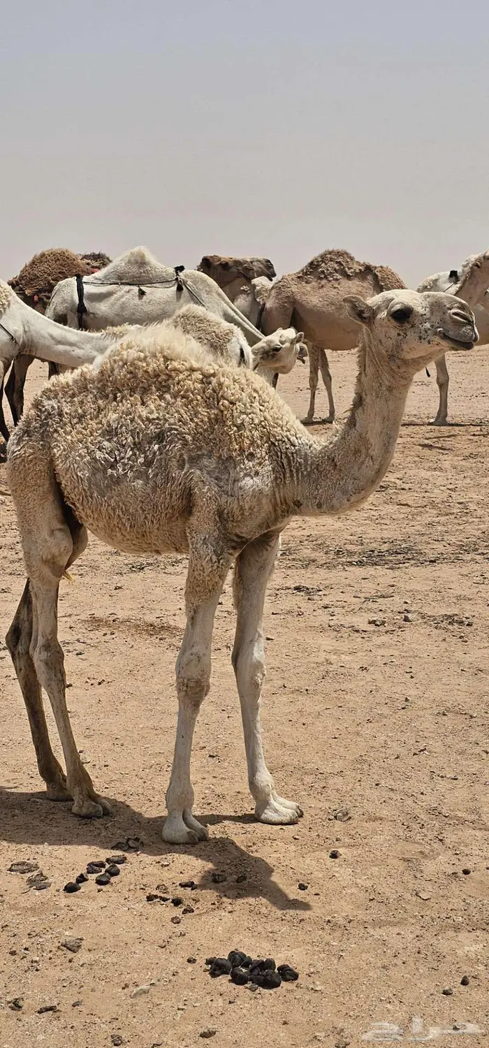 قعدان قصب برية 2