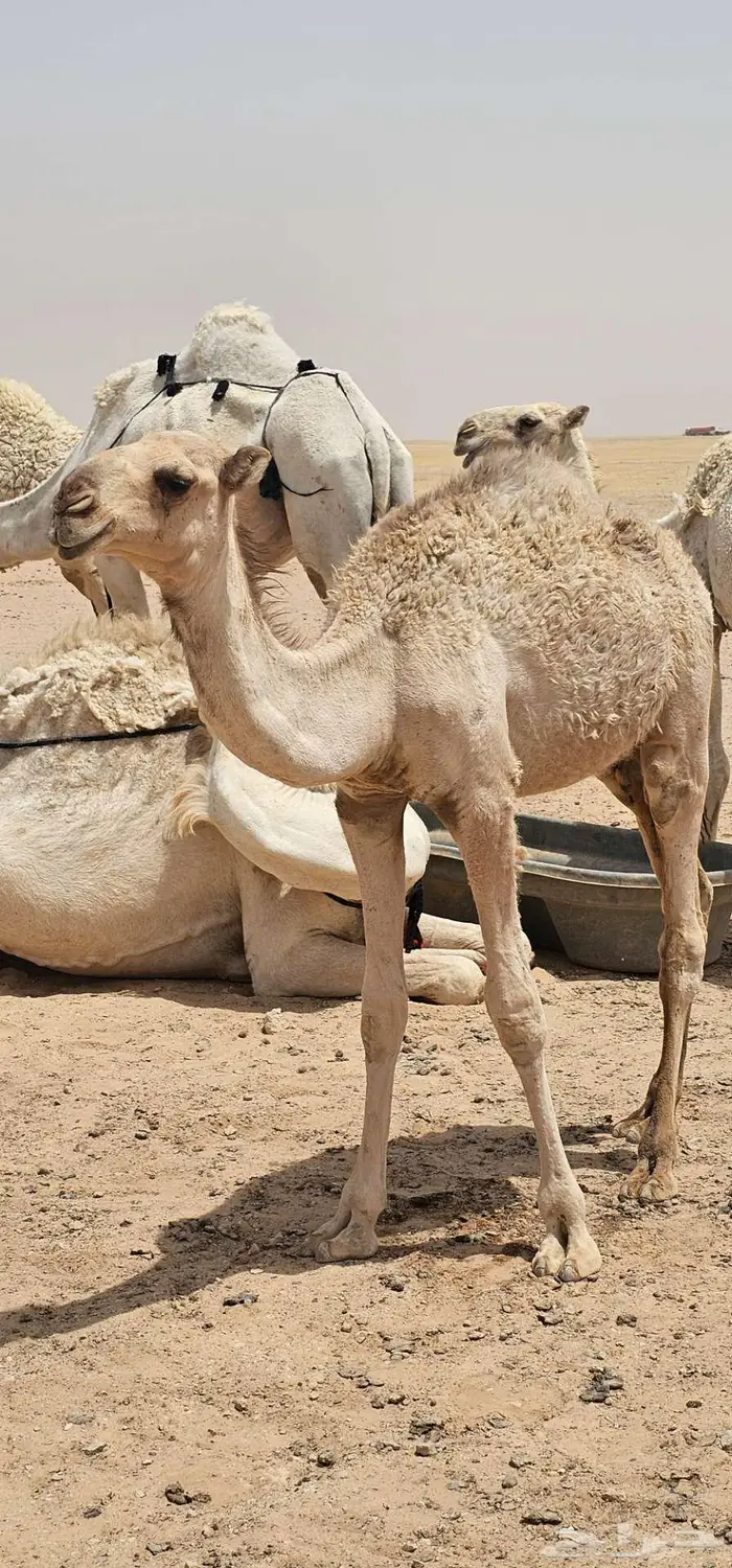 قعدان قصب برية 0