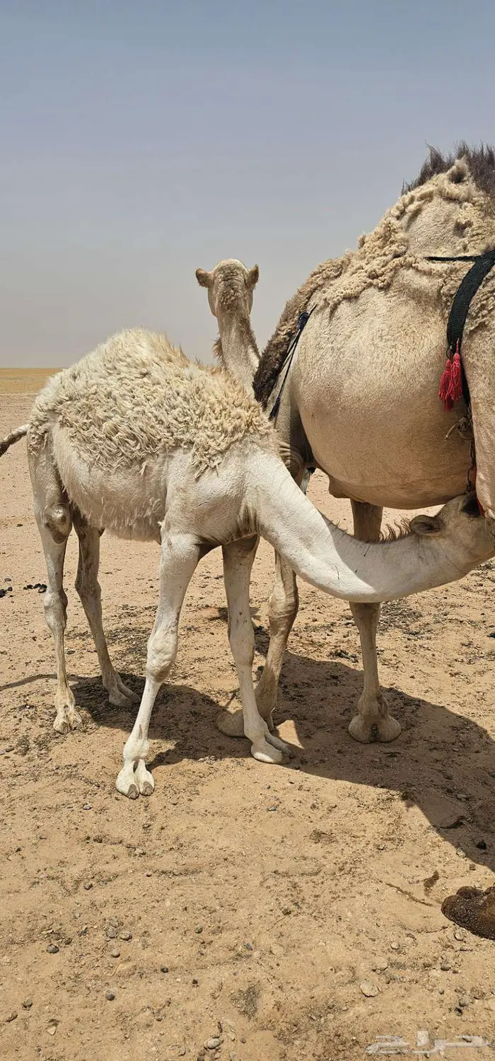 قعدان قصب برية 1