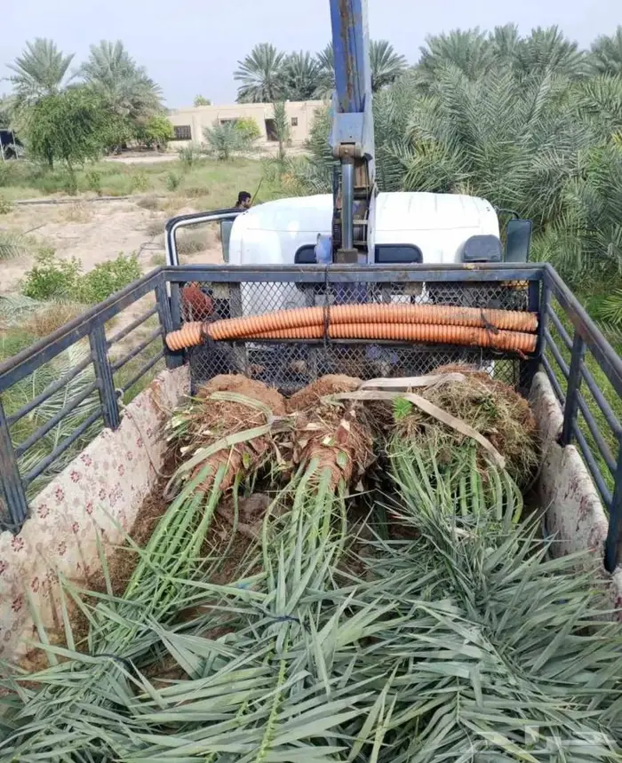 نخل للبيع اخلاص شيشي منيفي سكري نخيل صفاوي فروخ نقايل 8