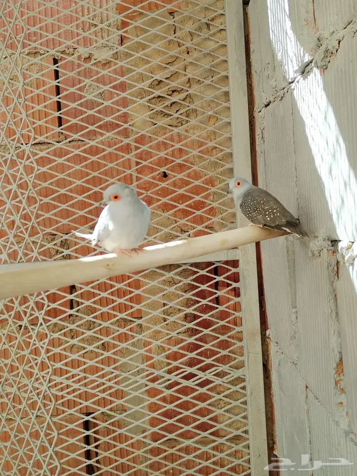 المآسي 4