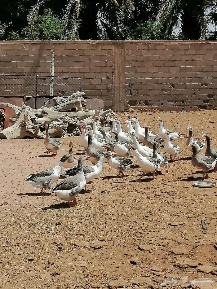 وز بلدي للبيع وبط 3
