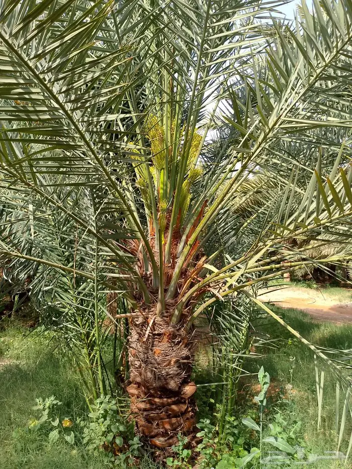 نخل للبيع 5