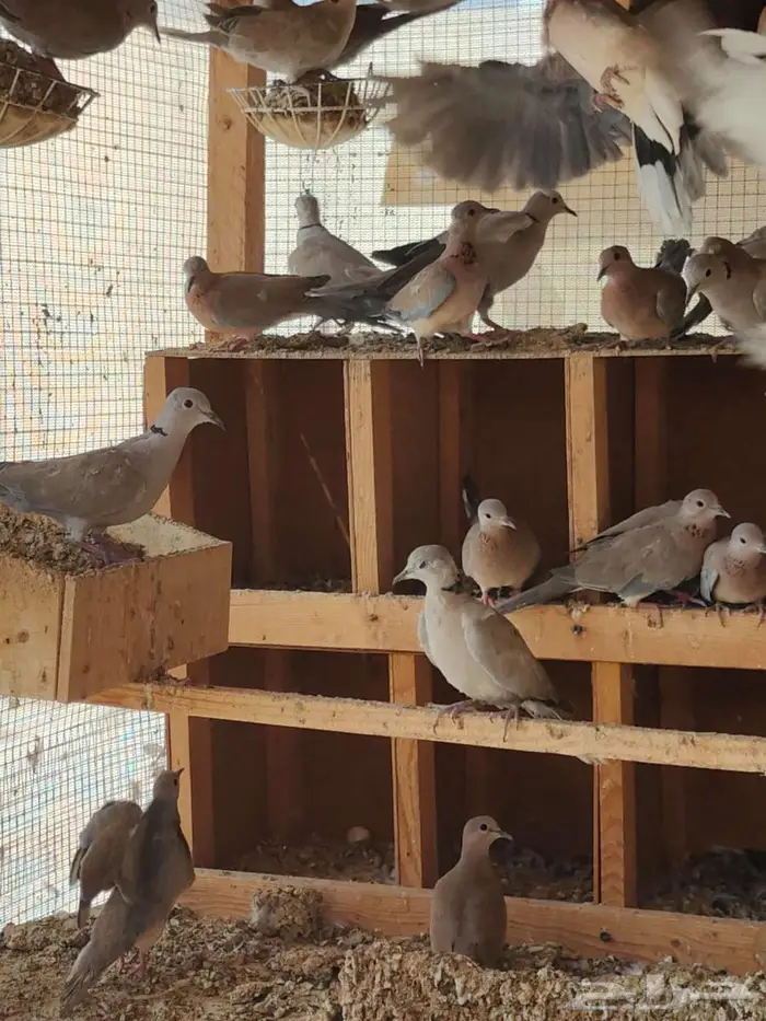 حظيره عشه يمام النخيل قوقسي ابو طوق الاحساء 1