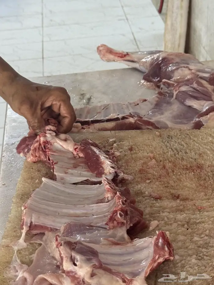 ذبيحتك لباب بيتك سواكن تربية 1