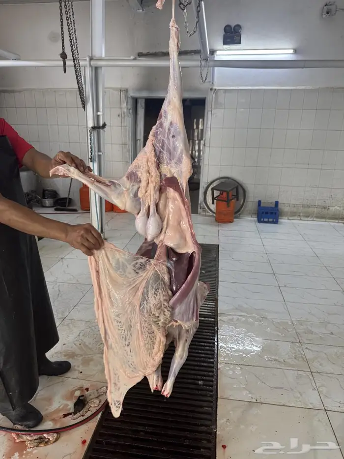 ذبيحتك لباب بيتك سواكن تربية 2