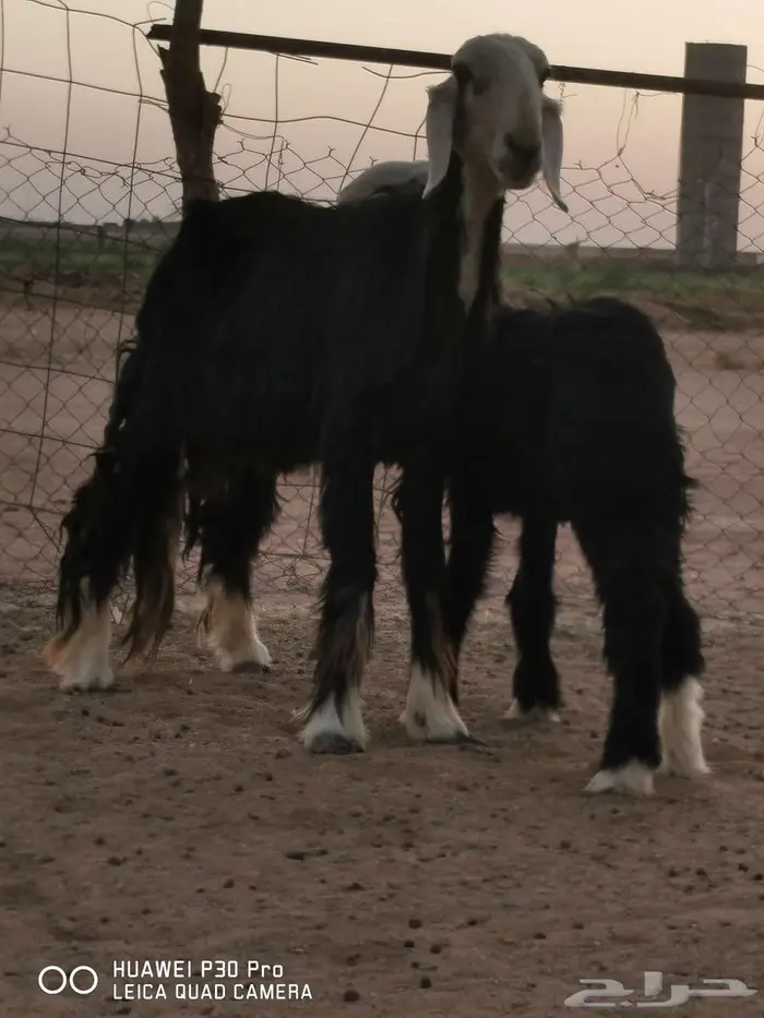 للبيع غنم نجد مواليد 1