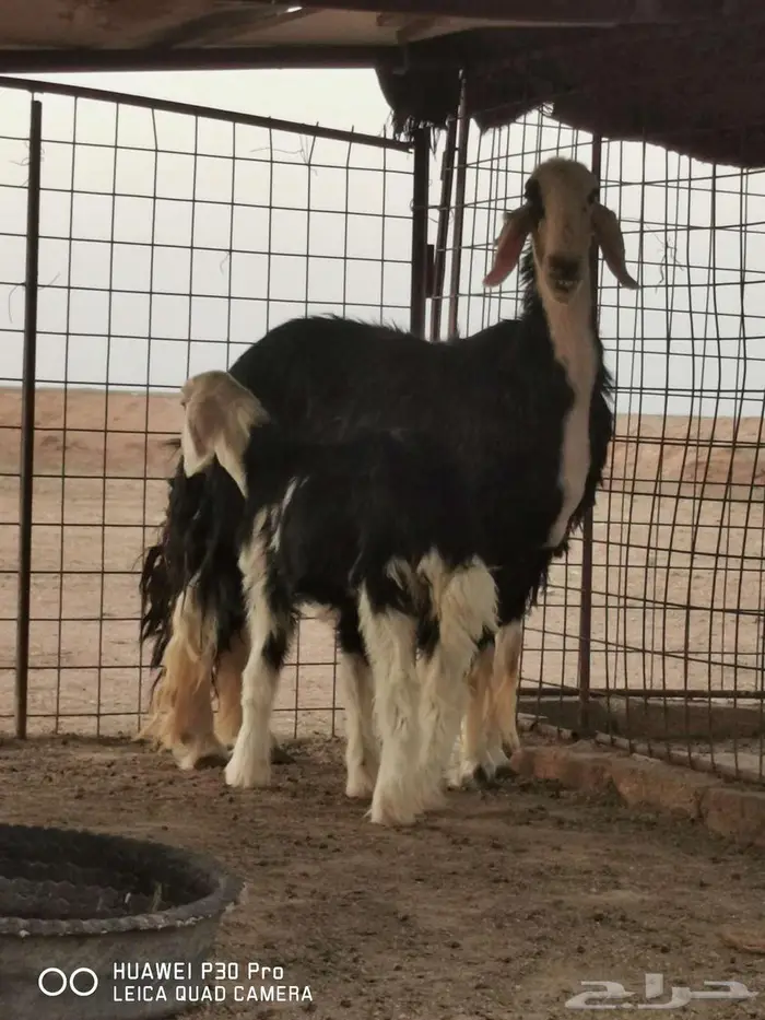 للبيع غنم نجد مواليد 2