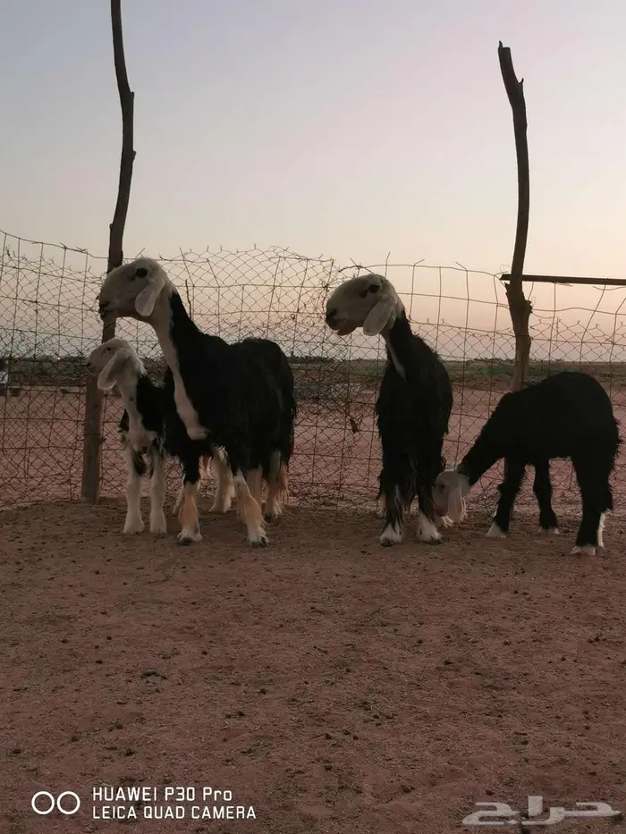 للبيع غنم نجد مواليد 0
