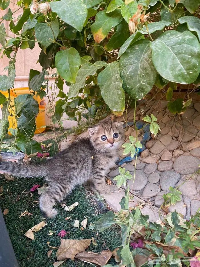 سكوتش فولد مطعمين للبيع لايوجد تبني 3