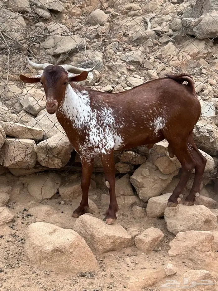 تيس اوشح للبيع 1