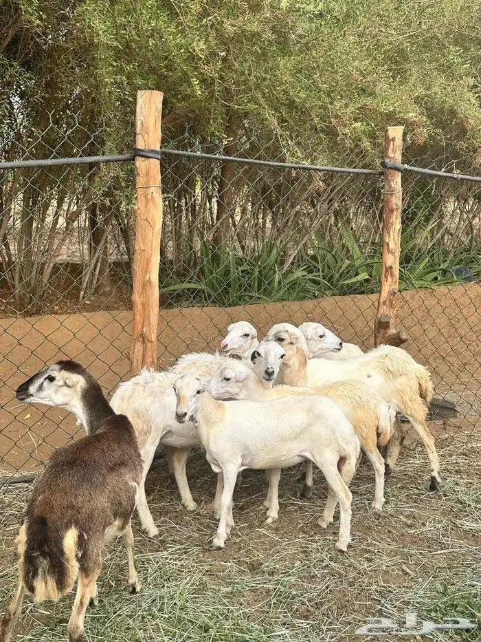 للبيع رخيل بلدي فواخر 1