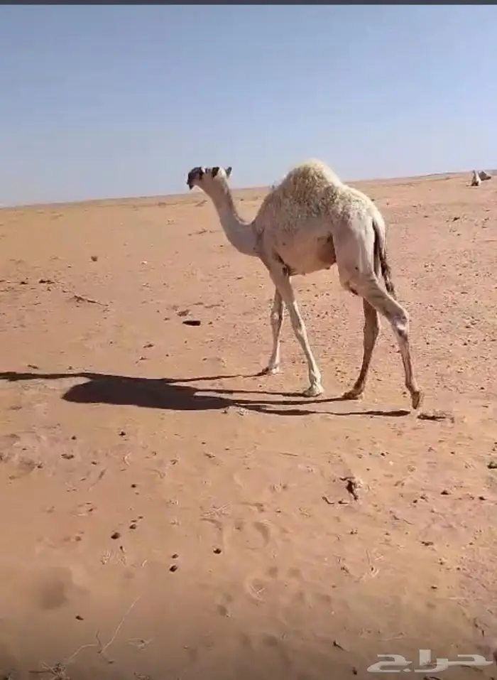 للبيع 0