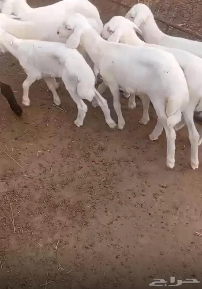 طليان تربيه بالقنفذه 1