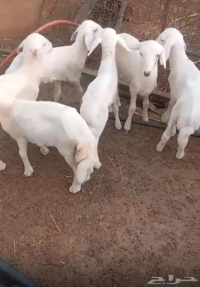 طليان تربيه بالقنفذه 2
