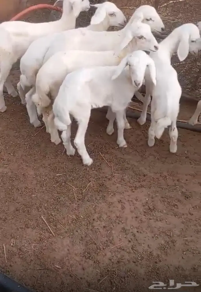 طليان تربيه بالقنفذه 3