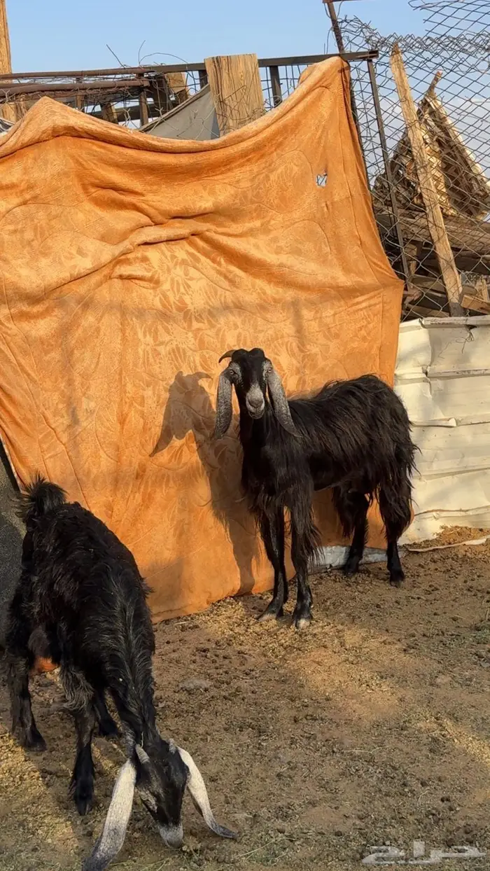 جفره معها جفره 2