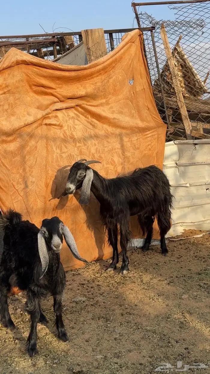 جفره معها جفره 1