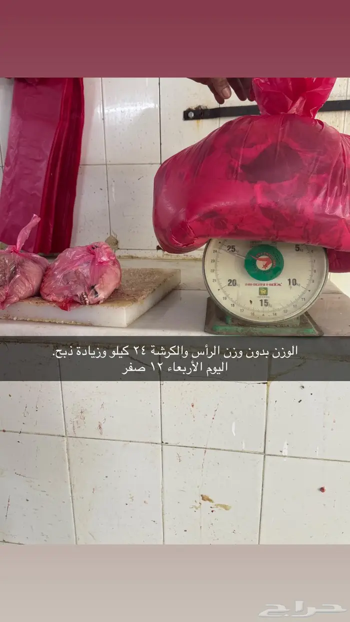 ذبيحتك لباب بيتك سواكن تربية 0