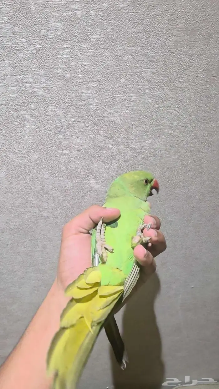 ببغاء دره اليف للبدل فرخ لعوب 2