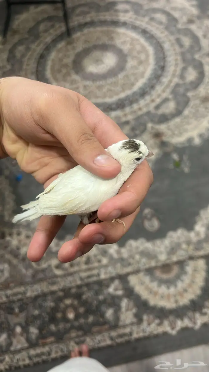 تم البيع الله يبارك لصاحبها بعدد ريشها 1