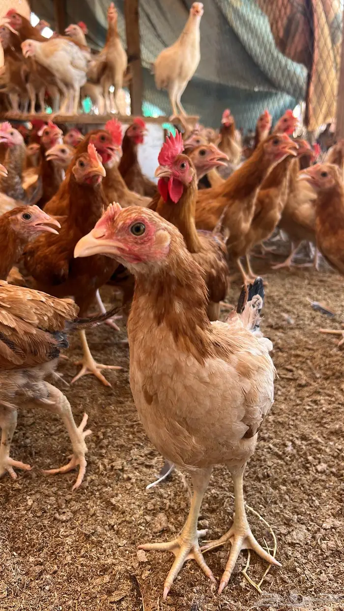 دجاج للبيع 2