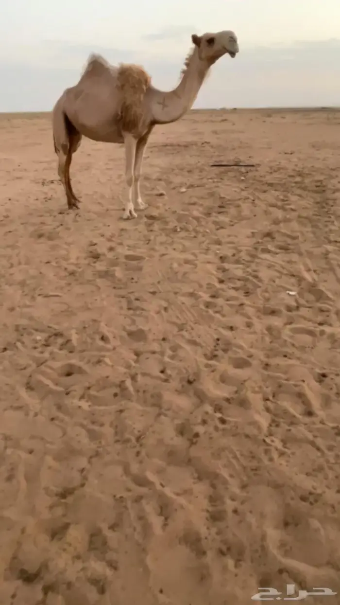الشعلا البياضيه الكفو القحه 0