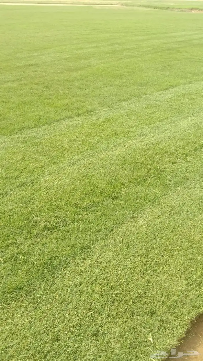 نجيل طبيعي 6