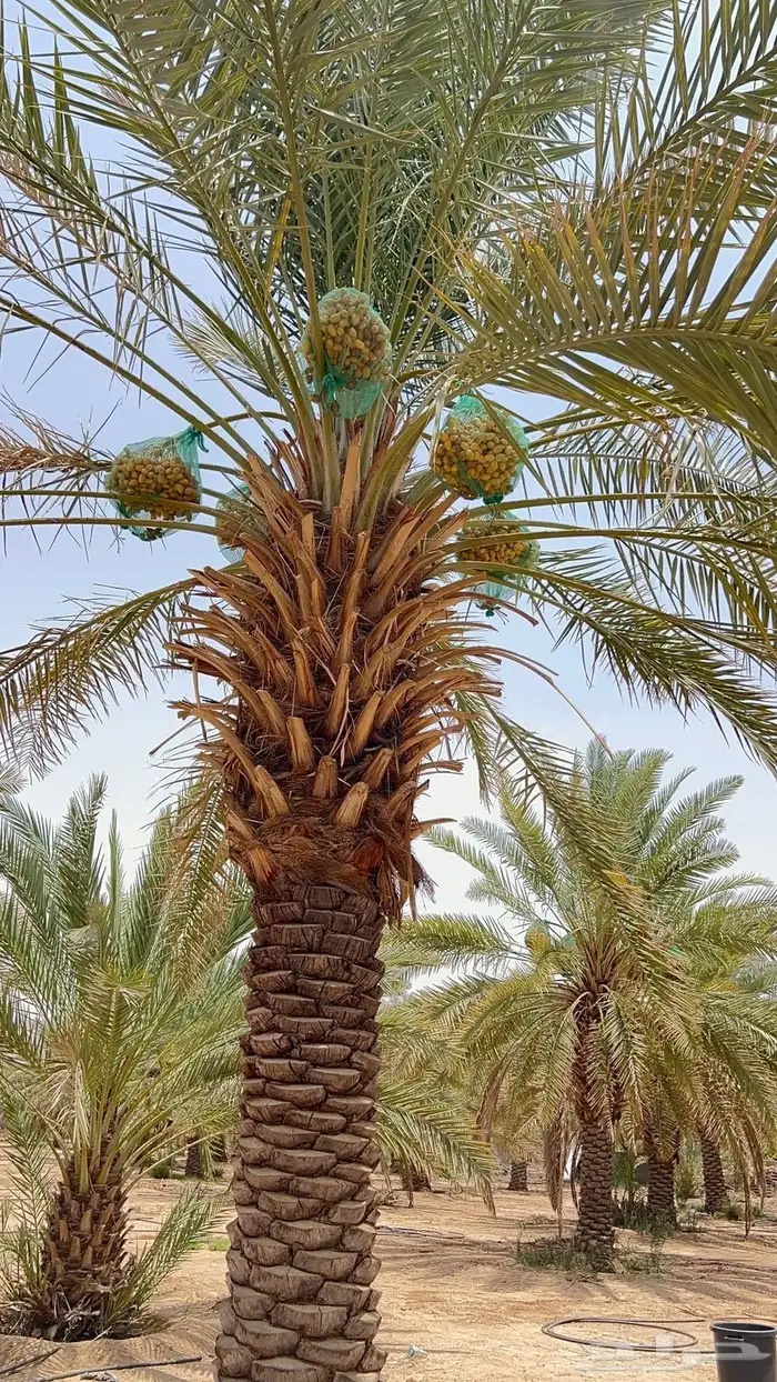 مزرعة تمر 0