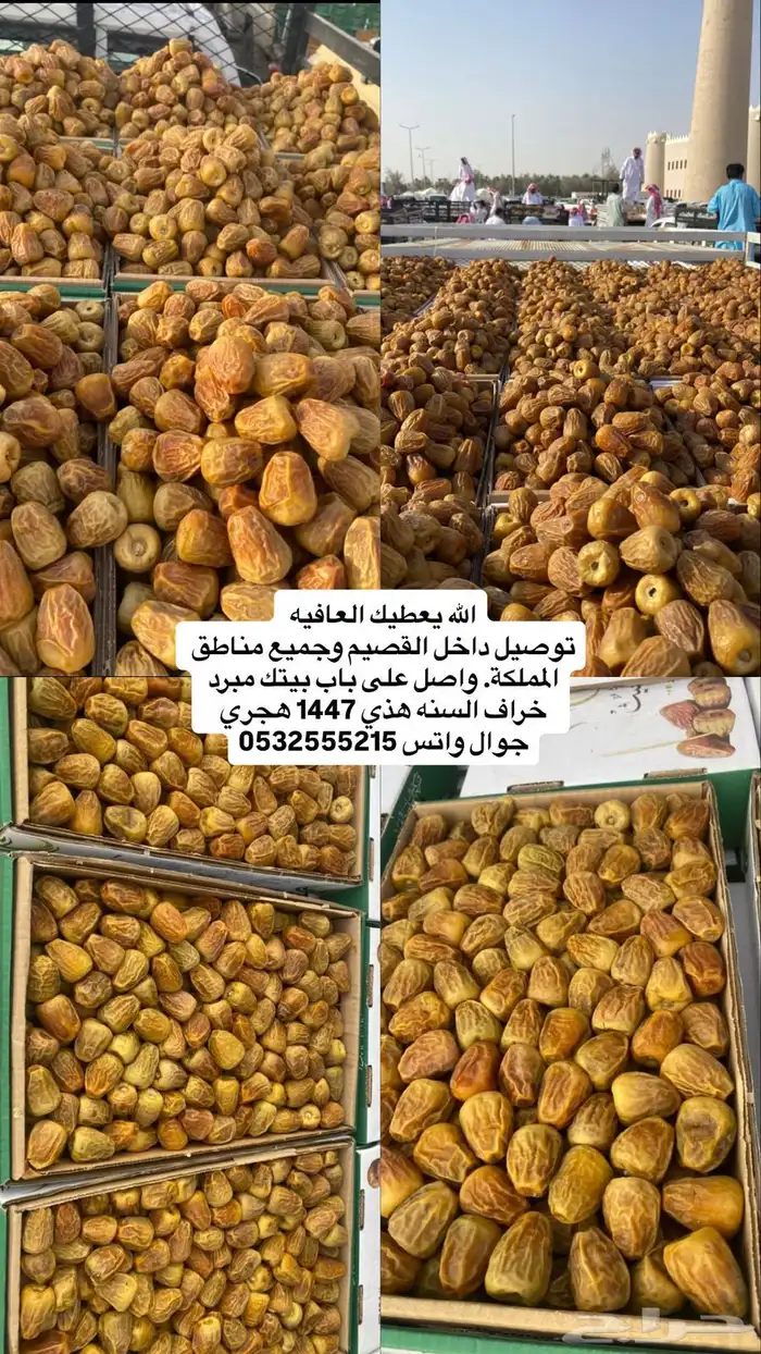 تمر خراف سنه 1447 هجري القصيم 6