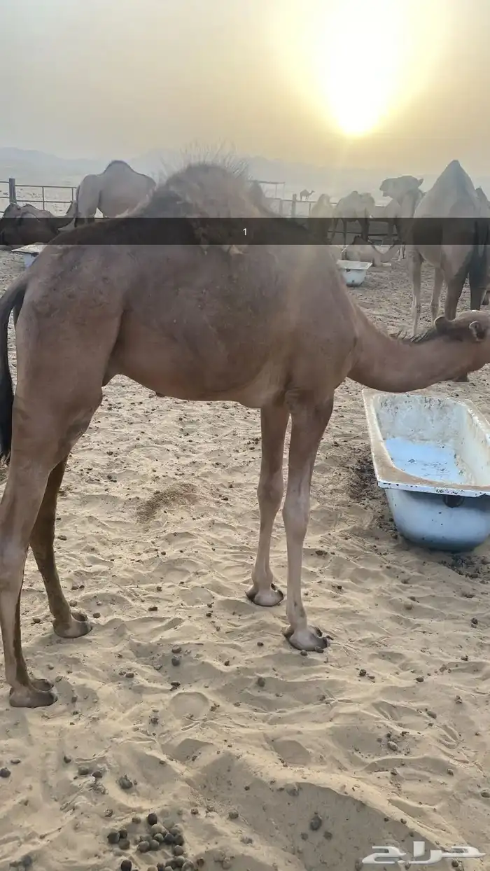 قعدان للبيع 0
