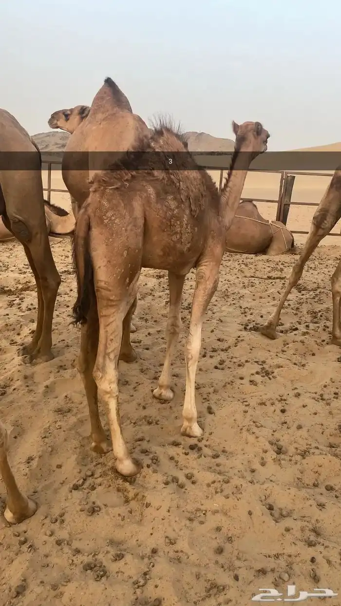 قعدان للبيع 2