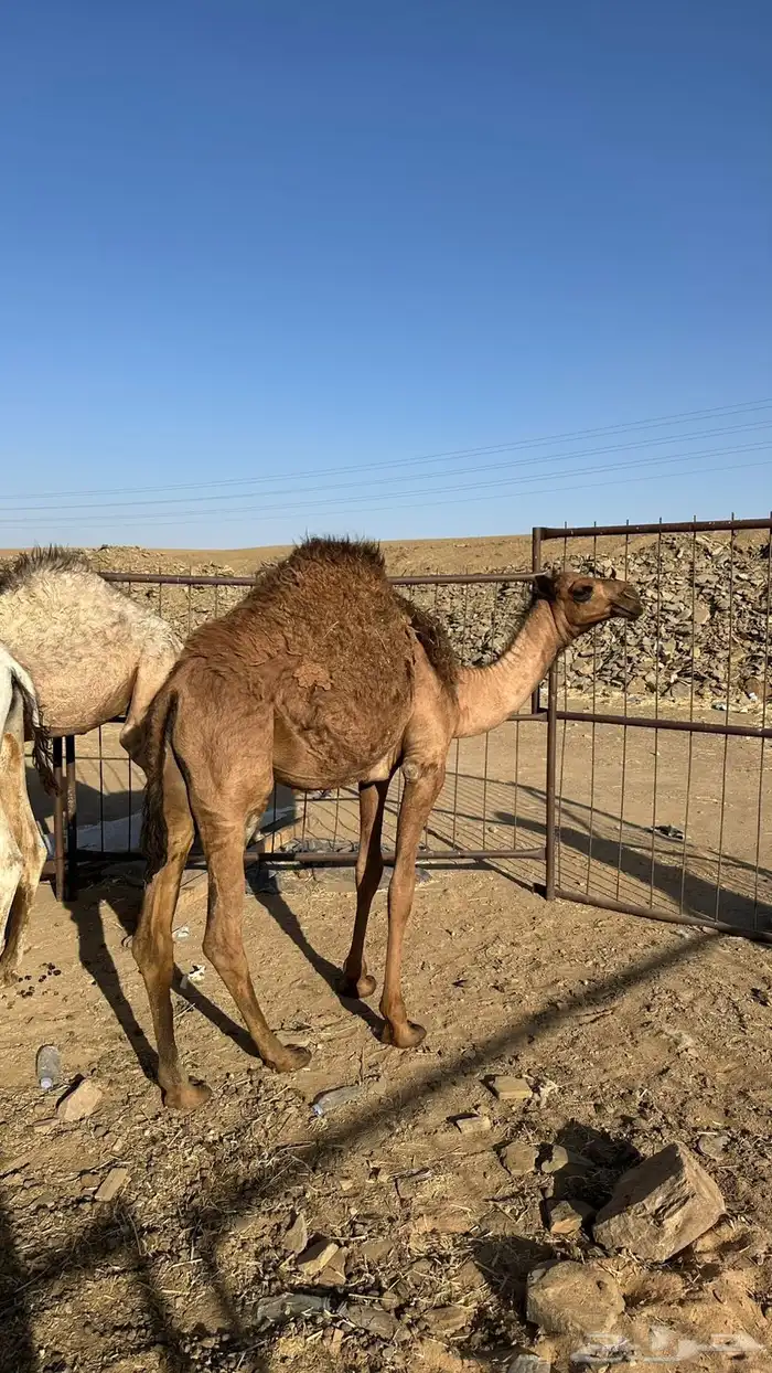 قعدان وبكره 0