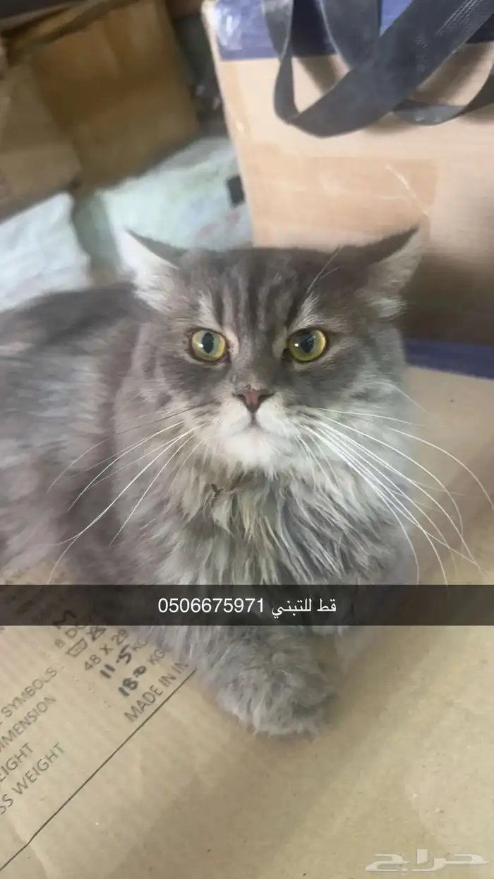 قط للتبني الي يبيه اهم شي يخاف الله فيه 0
