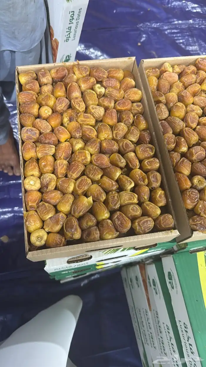 تمر مفتل رقم 2 كميات فقط 1