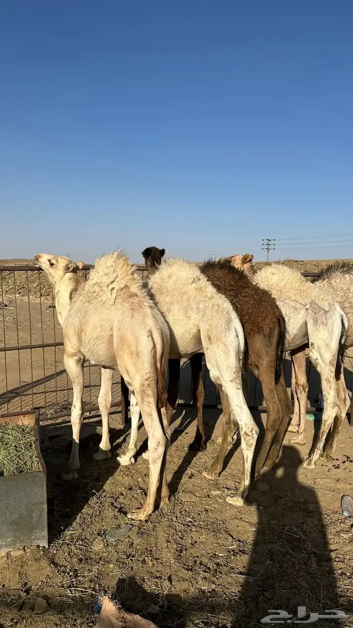 قعدان وبكره 2