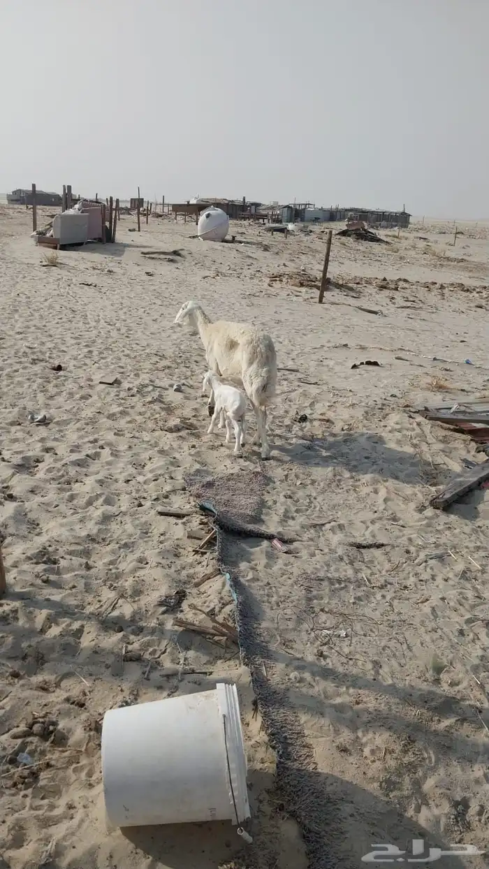 ذبايح للليع . وشاه حريه للبيع 4