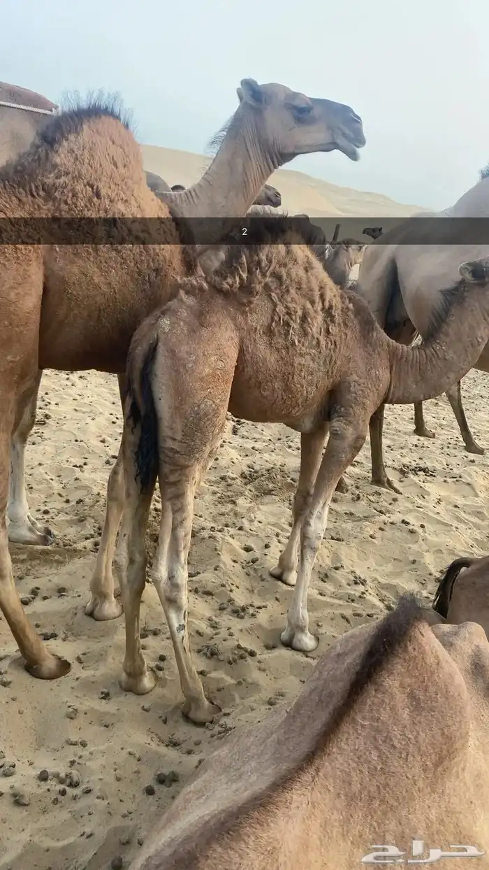 قعدان للبيع 1