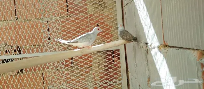 المآسي 1