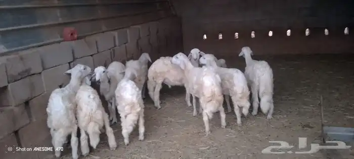 خرفان كفو للبيع 4