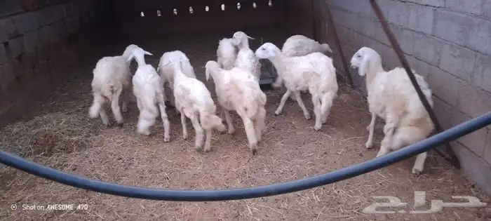 خرفان كفو للبيع 3